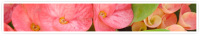 gift-voucher