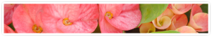 gift-voucher